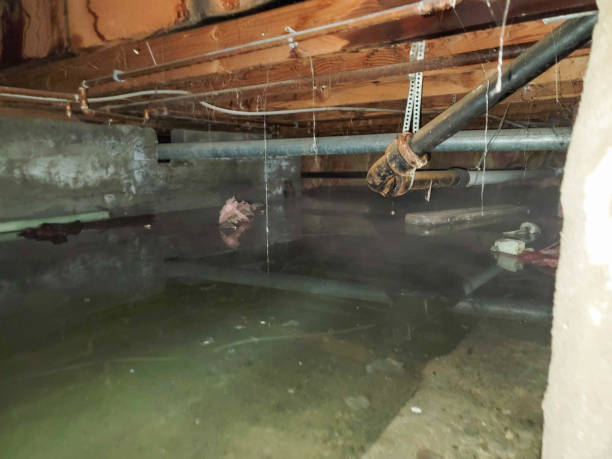 Best Fire Damage Restoration  in Palmview South, TX